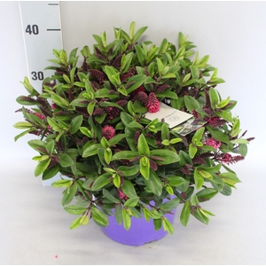 Hebe andersonii Garden Dream 'Maria' Lila