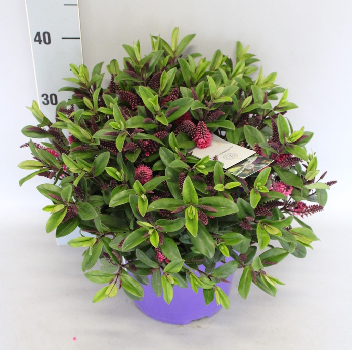 <h4>Hebe andersonii Garden Dream 'Maria' Lila</h4>