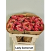 Rosa Garden Lady Somerset