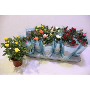 Ro B Monde Gem 7 Srt