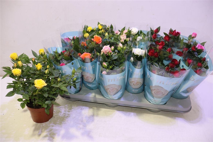 <h4>Ro B Monde Gem 7 Srt</h4>