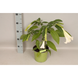 Brugmansia White