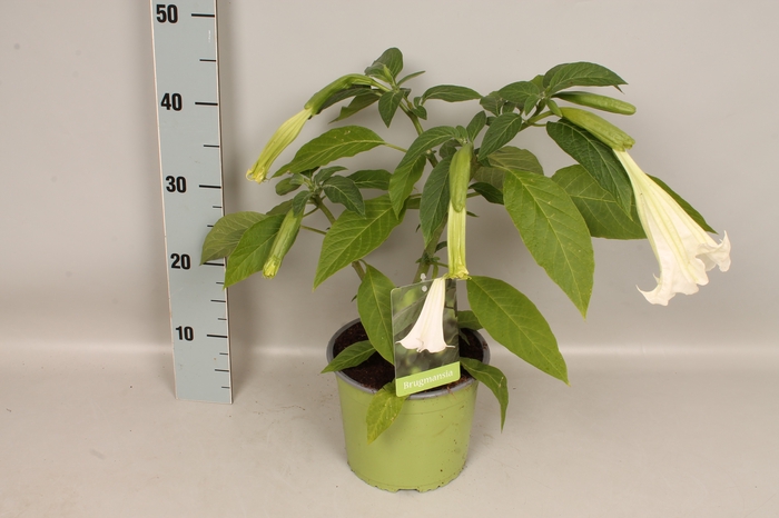 <h4>Brugmansia White</h4>
