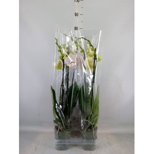 Phalaenopsis  'Bohemian Goya'