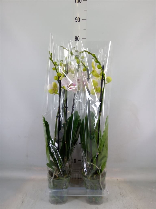 <h4>Phalaenopsis  'Bohemian Goya'</h4>