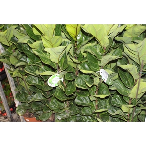 FICUS LYRATA BAMBINO P23 MIN 3 HT COMPACTO