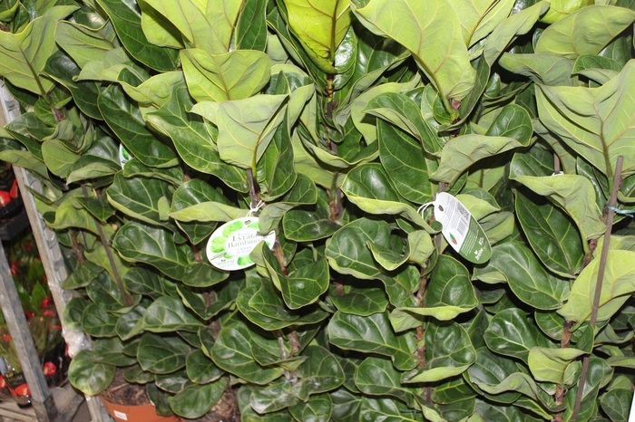 <h4>FICUS LYRATA BAMBINO P23 MIN 3 HT COMPACTO</h4>