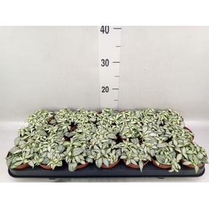 Fittonia 'Mosaic White Forest Fla'