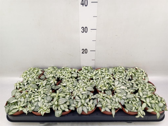 <h4>Fittonia  'Mosaic White Forest Fla'</h4>