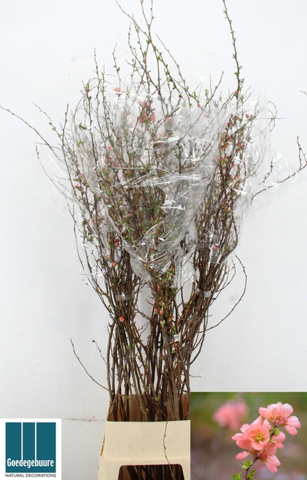 <h4>CHAENOMELES SUPERBA</h4>