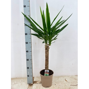 YUCCA