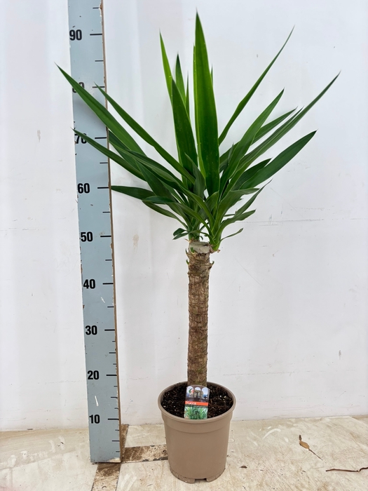 <h4>YUCCA</h4>