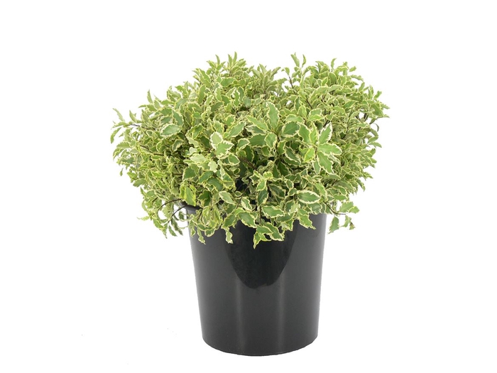 <h4>Pittosporum Nigra</h4>