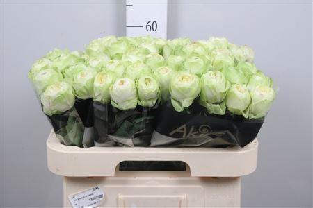 <h4>R Gr White Kahala-bb</h4>