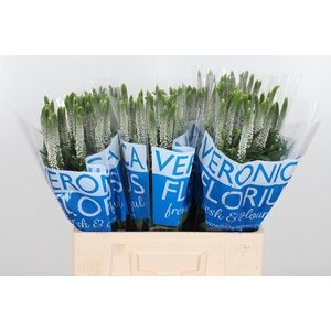 Veron Smart Luna Wit