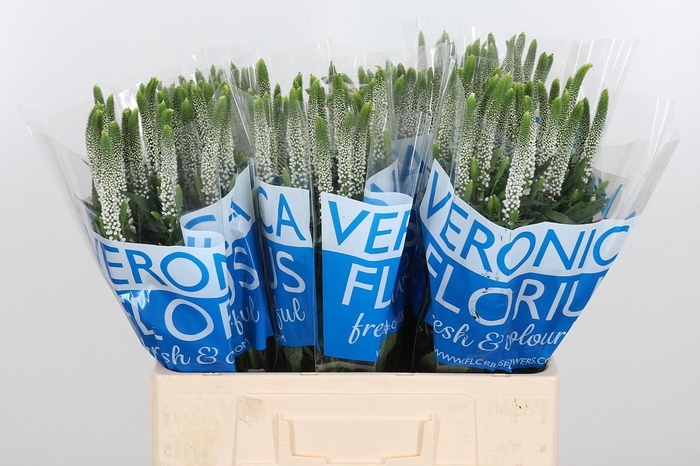 <h4>Veron Smart Luna Wit</h4>