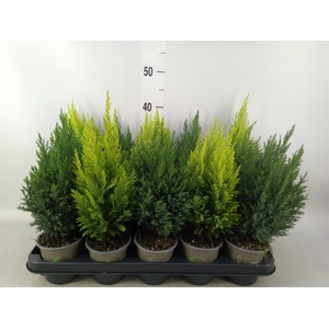 Conifers   ...mix