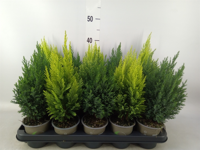 <h4>Conifers   ...mix</h4>
