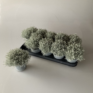 Calocephalus brownii Challenge