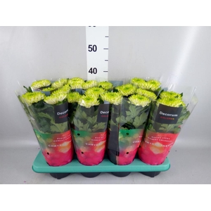 Chrysanthemum  'Nova Lime'