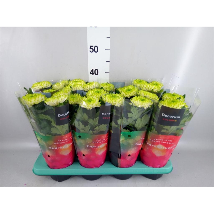 <h4>Chrysanthemum  'Nova Lime'</h4>