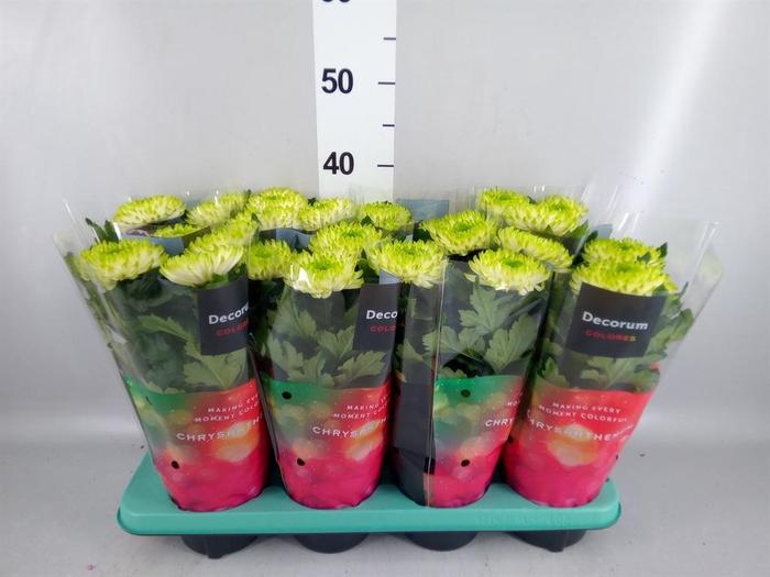 Chrysanthemum  'Nova Lime'