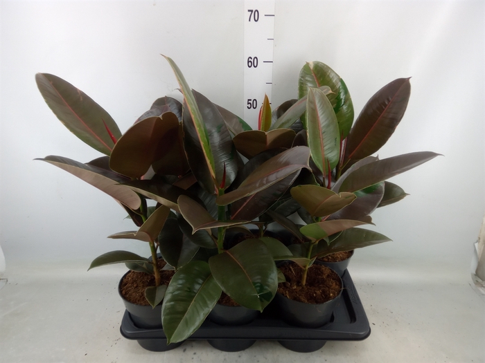 <h4>Ficus elastica 'Pink Camouflage'</h4>