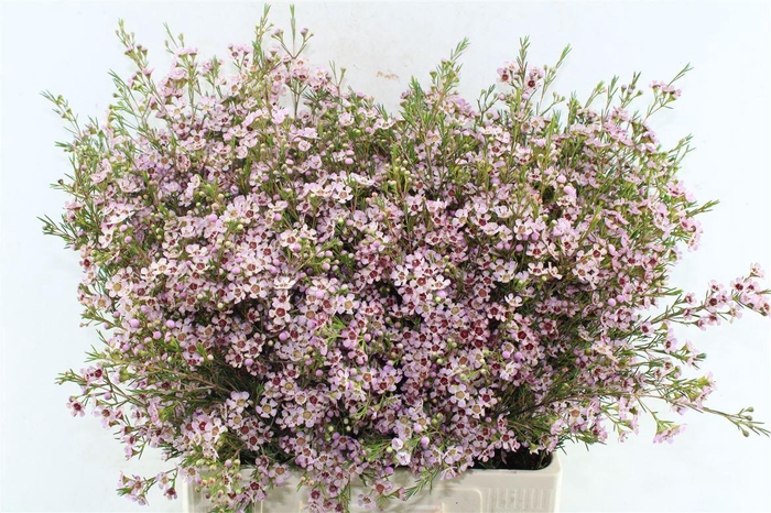 <h4>Chame Un Pink Dream</h4>