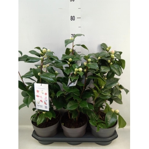 Camellia japonica 'Miss Lyla'