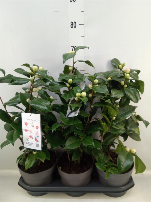 <h4>Camellia japonica 'Miss Lyla'</h4>