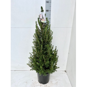 PICEA GL CONICA