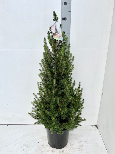 <h4>PICEA GL CONICA</h4>