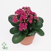 Kalanchoe Calandiva Purple