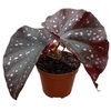 Begonia Palmata D Don