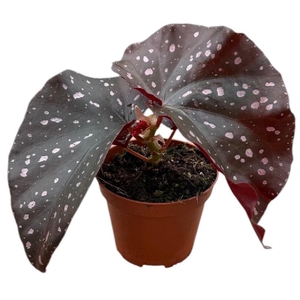 Begonia Palmata D Don