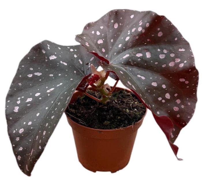 <h4>Begonia Palmata D Don</h4>