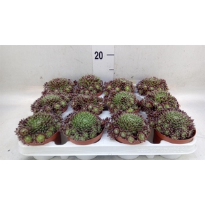 Sempervivum   ...