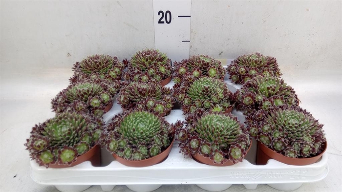 <h4>Sempervivum   ...</h4>