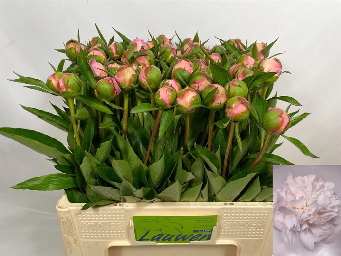 <h4>PAEO L ALERTIE</h4>