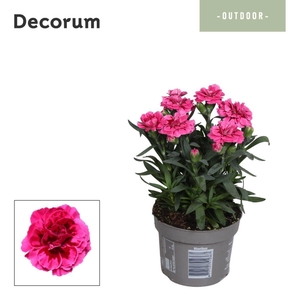 Dianthus Oscar Purple Wings Decorum