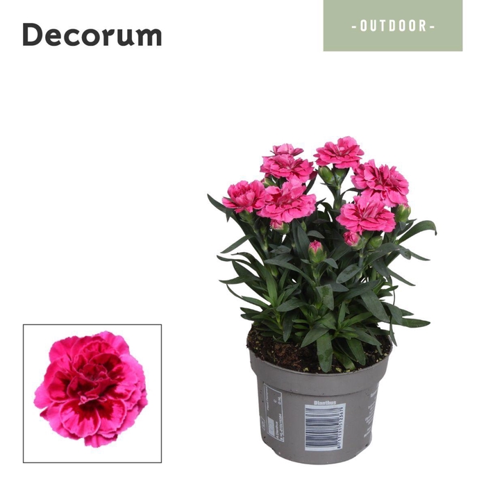 <h4>Dianthus Oscar Purple Wings Decorum</h4>