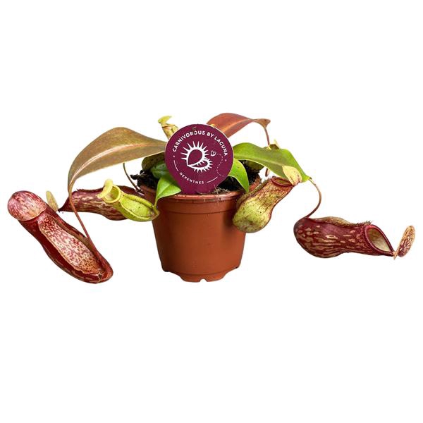 <h4>Nepenthes Gaya 8,5 cm</h4>