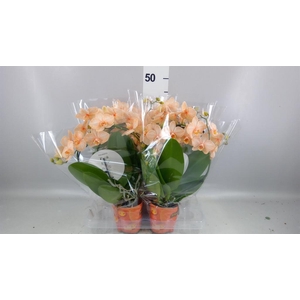 Phalaenopsis   ...