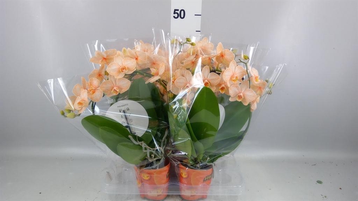 <h4>Phalaenopsis   ...</h4>