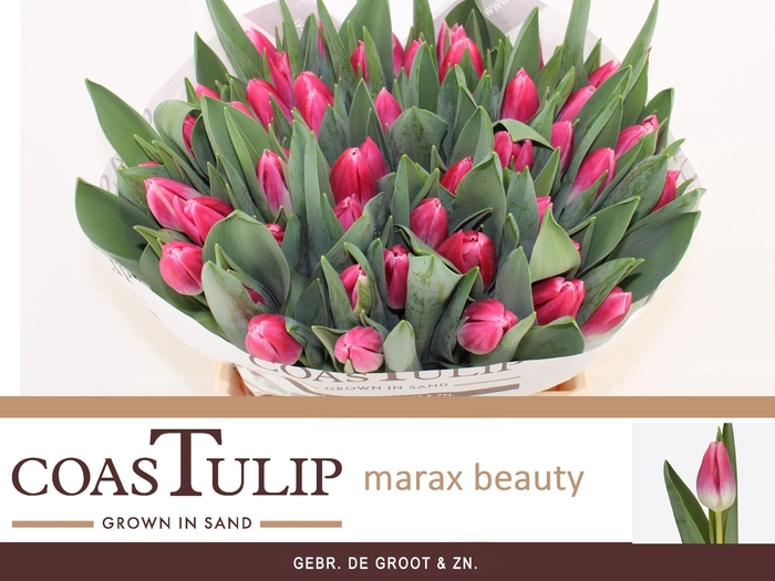 <h4>Tu En Marax Beauty</h4>