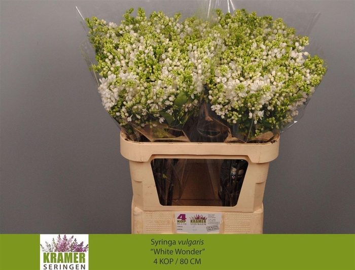 <h4>Syr Vu White Wonder</h4>