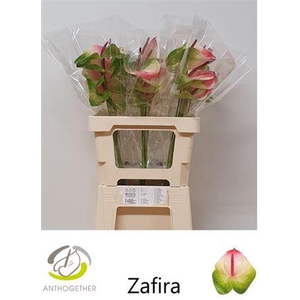 Anth A Zafira