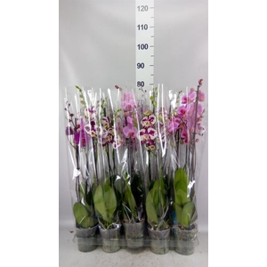 Phalaenopsis   ...mix  5
