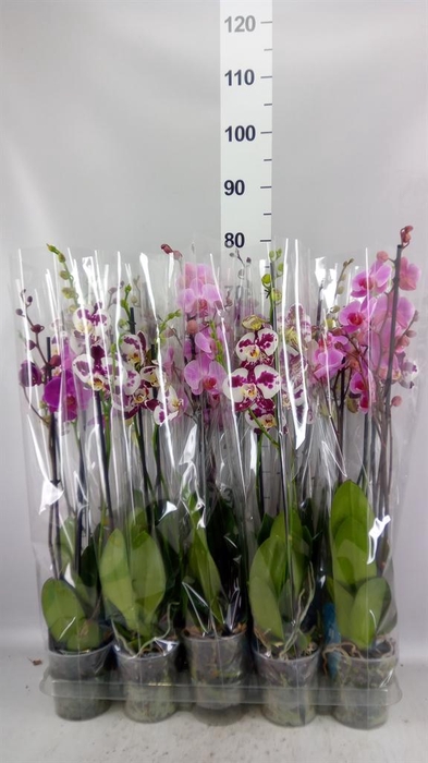 <h4>Phalaenopsis   ...mix  5</h4>