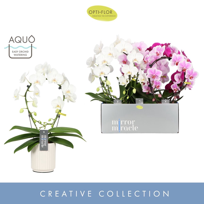 Phalaenopsis onvertakt gemengd 3 kl
